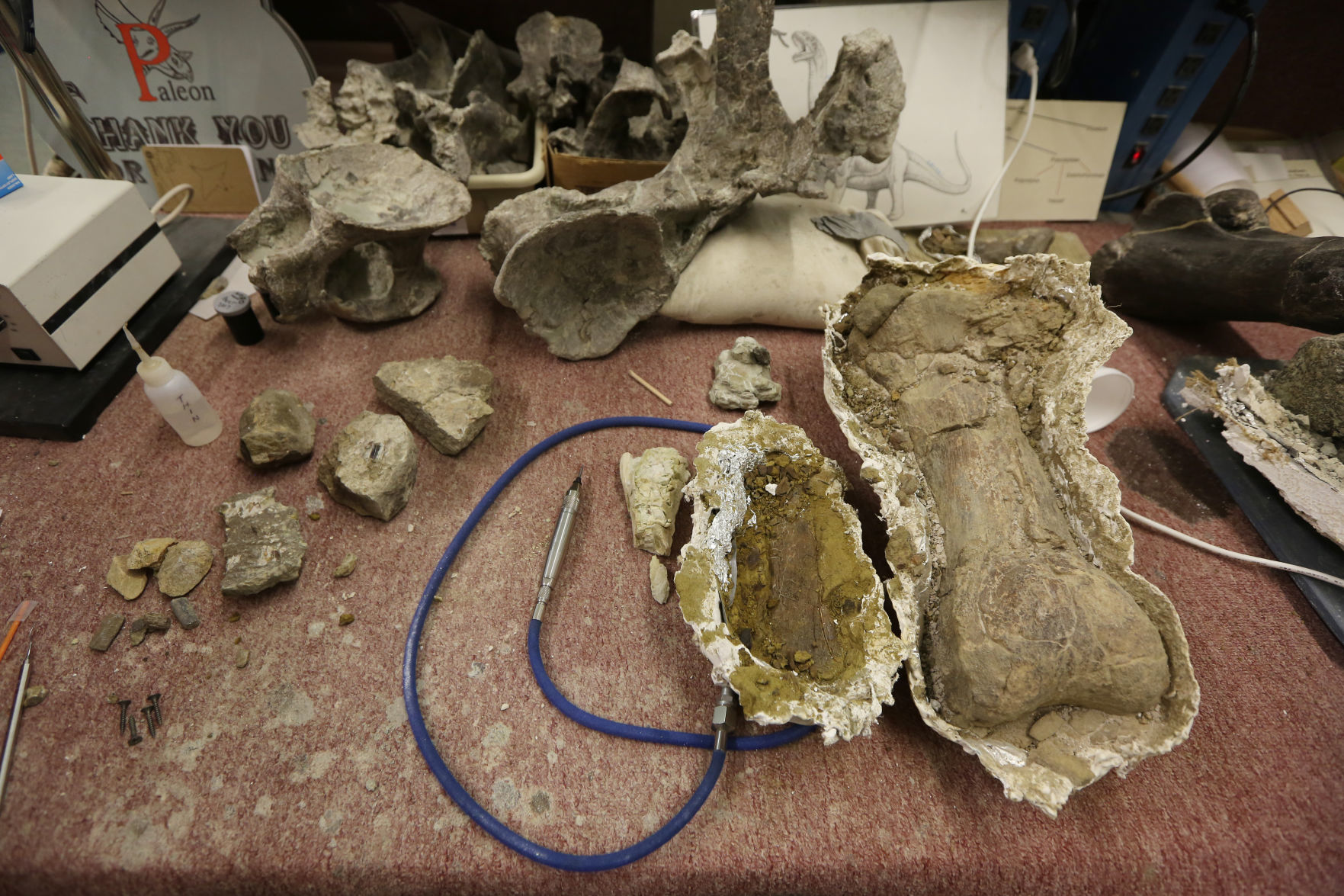 You can find dinosaur bones on the family ranch